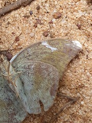 Bebearia phantasiella