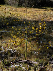Drosera gigantea