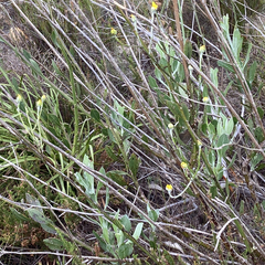 Osteospermum junceum