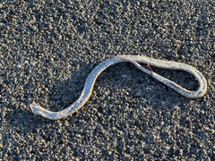 Zamenis scalaris