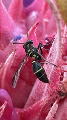 Polybia occidentalis