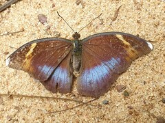 Bebearia phantasiella