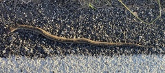 Zamenis scalaris