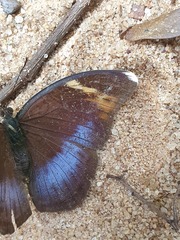 Bebearia phantasiella