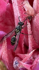 Polybia occidentalis