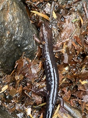 Desmognathus