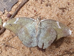 Bebearia phantasiella