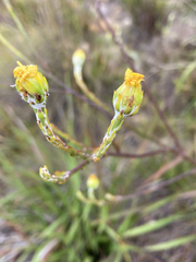 Osteospermum junceum