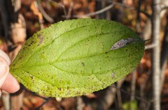 Stigmella rhamnicola