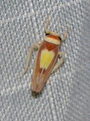 Colladonus clitellarius