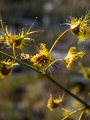 Drosera gigantea