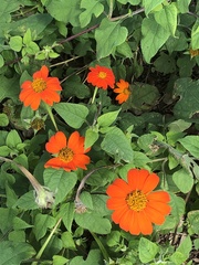 Tithonia rotundifolia