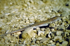 Acanthodactylus boskianus asper