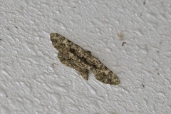 Racotis boarmiaria japonica