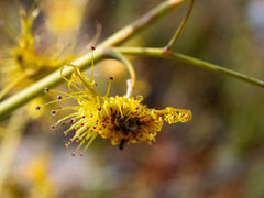 Drosera gigantea