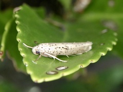 Yponomeuta meguronis