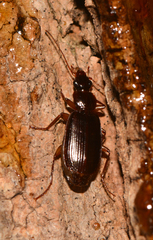 Cymindis platicollis