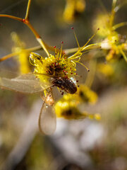 Drosera gigantea