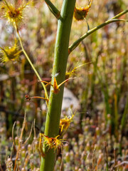 Drosera gigantea