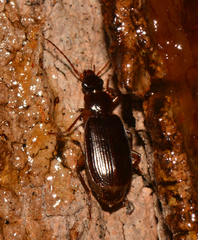 Cymindis platicollis