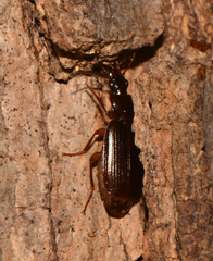 Cymindis platicollis