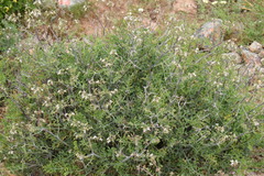 Pelargonium keerombergense