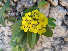 Stigmaphyllon emarginatum