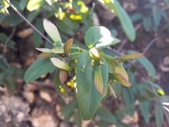 Stigmaphyllon emarginatum