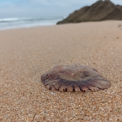 Chrysaora agulhensis