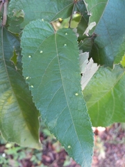 Aceria guazumae