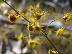 Drosera gigantea