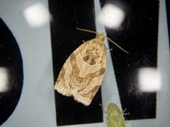 Adoxophyes honmai