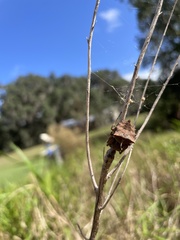 Acanthepeira