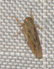 Graminella nigrifrons