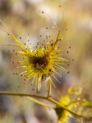 Drosera gigantea