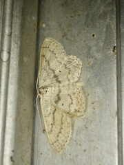 Scopula cineraria