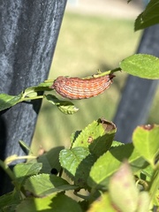 Monoleuca semifascia