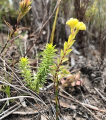 Crassula subulata