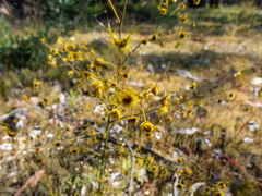 Drosera gigantea