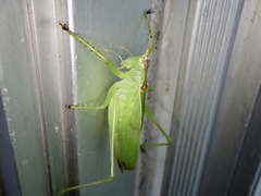 Hexacentrus hareyamai