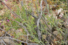 Pelargonium keerombergense
