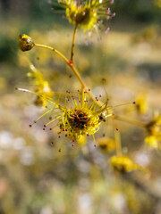 Drosera gigantea