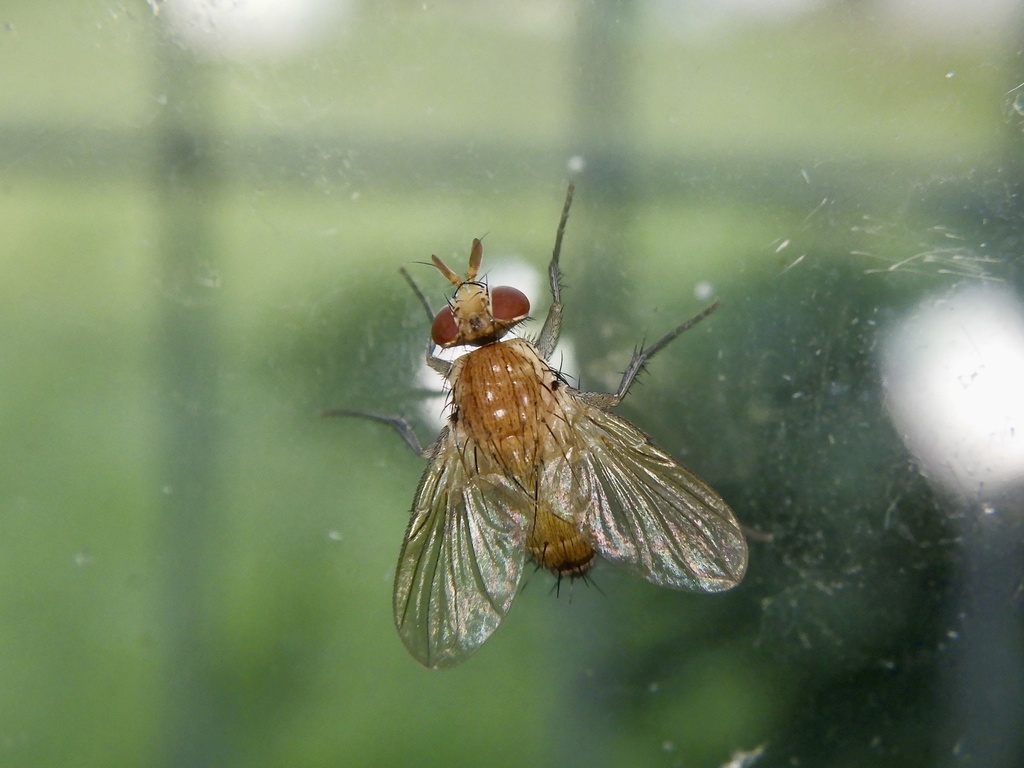 Ceromya silacea