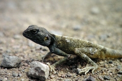 Pseudotrapelus sinaitus