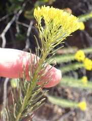 Athanasia vestita