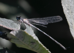 Chalcolestes viridis