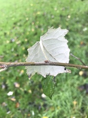Populus alba