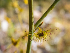 Drosera gigantea