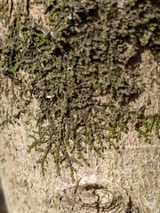 Frullania eboracensis