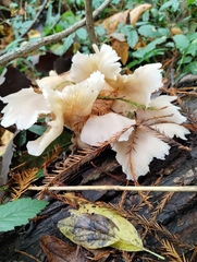 Pleurotus ostreatus